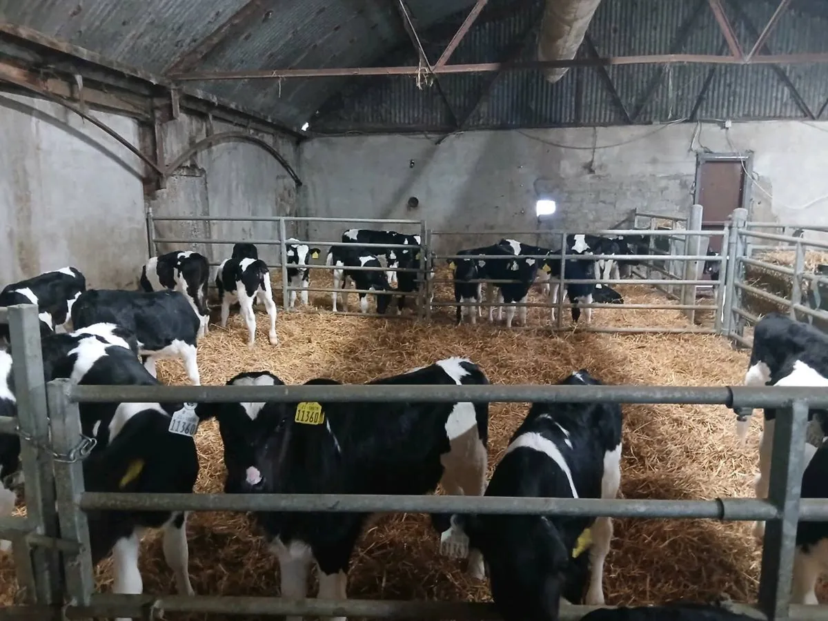 Fr bull calves - Image 4