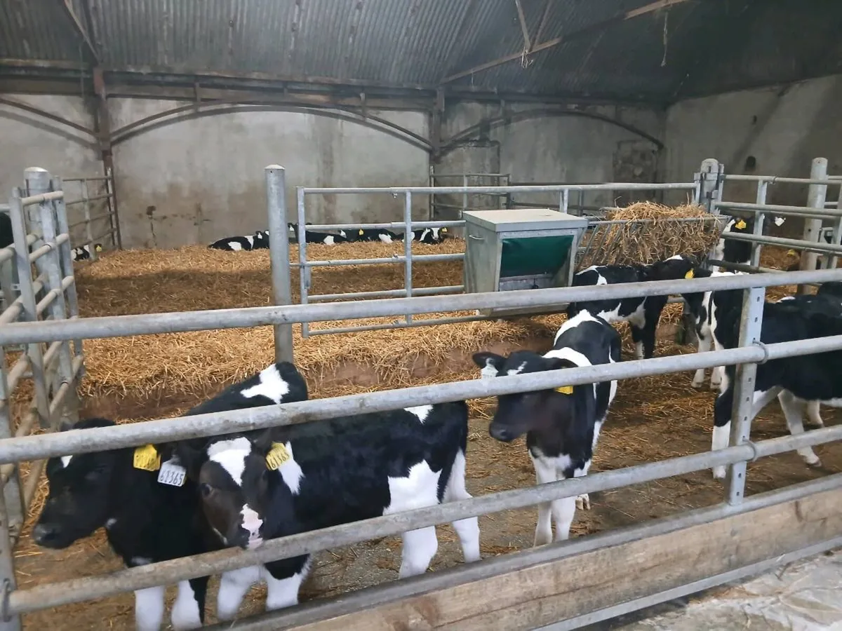 Fr bull calves - Image 1