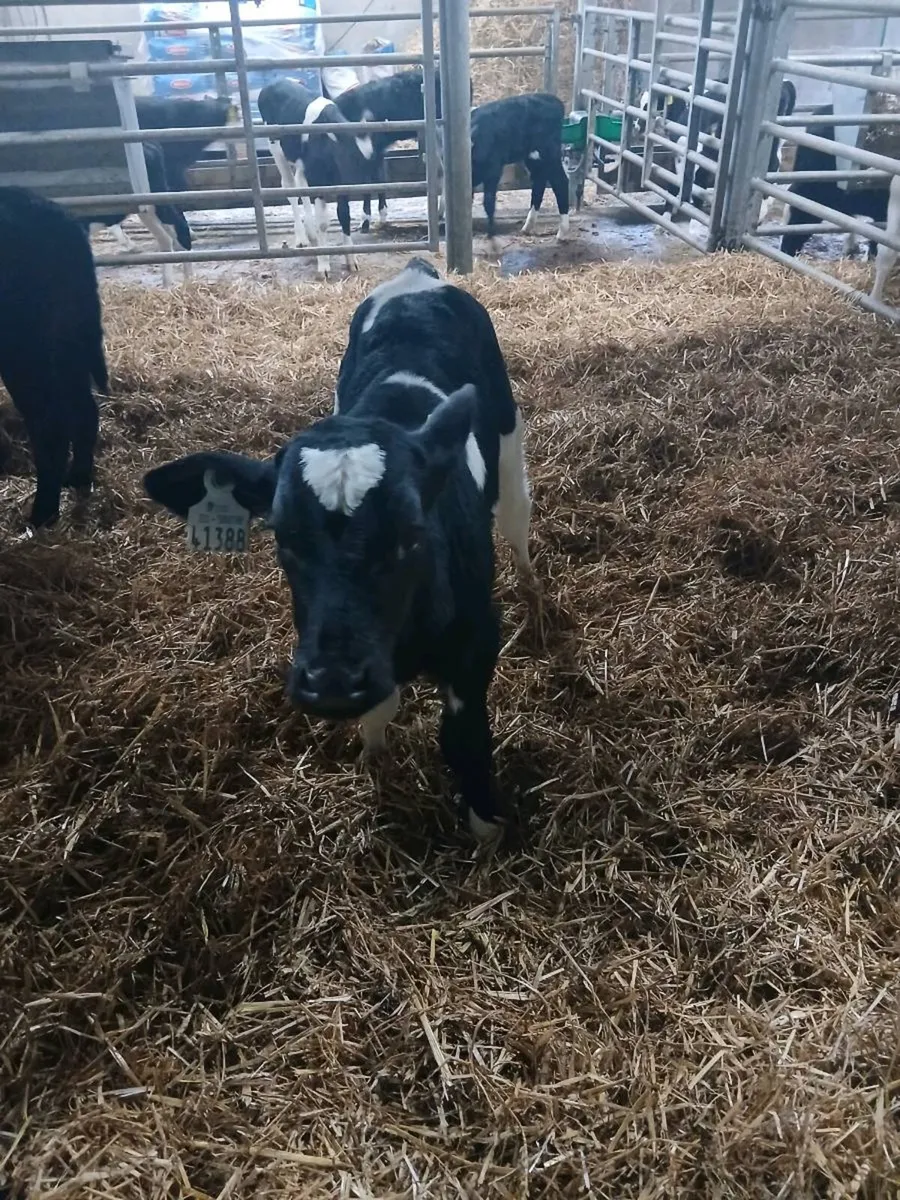 Fr bull calves - Image 2