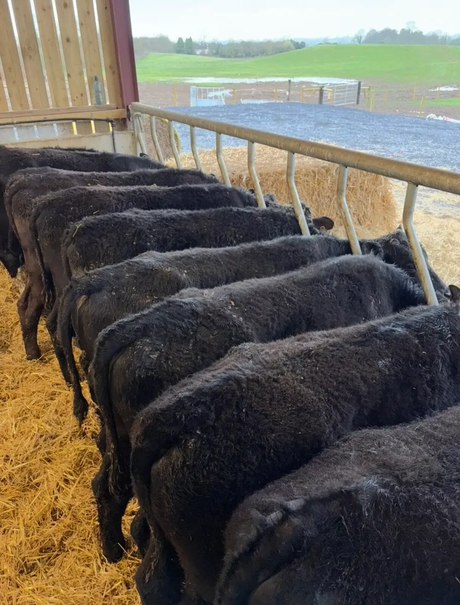 12 super 320kg Angus bullocks 🔥🔥 - Image 2