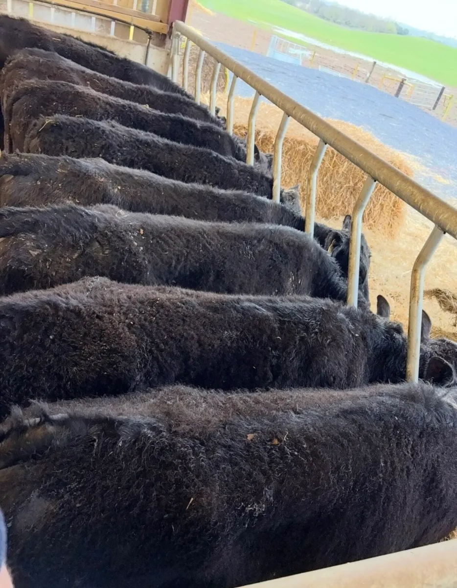 12 super 320kg Angus bullocks 🔥🔥 - Image 4