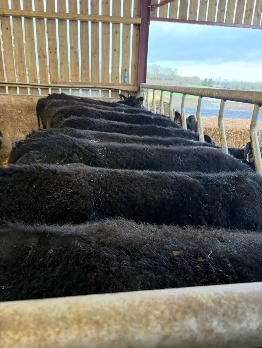12 super 320kg Angus bullocks 🔥🔥 - Image 1