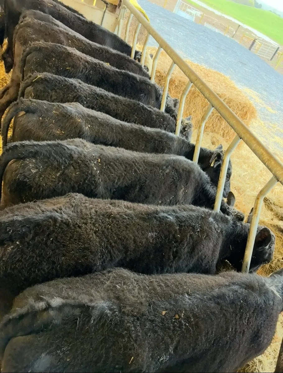 12 super 320kg Angus bullocks 🔥🔥 - Image 3