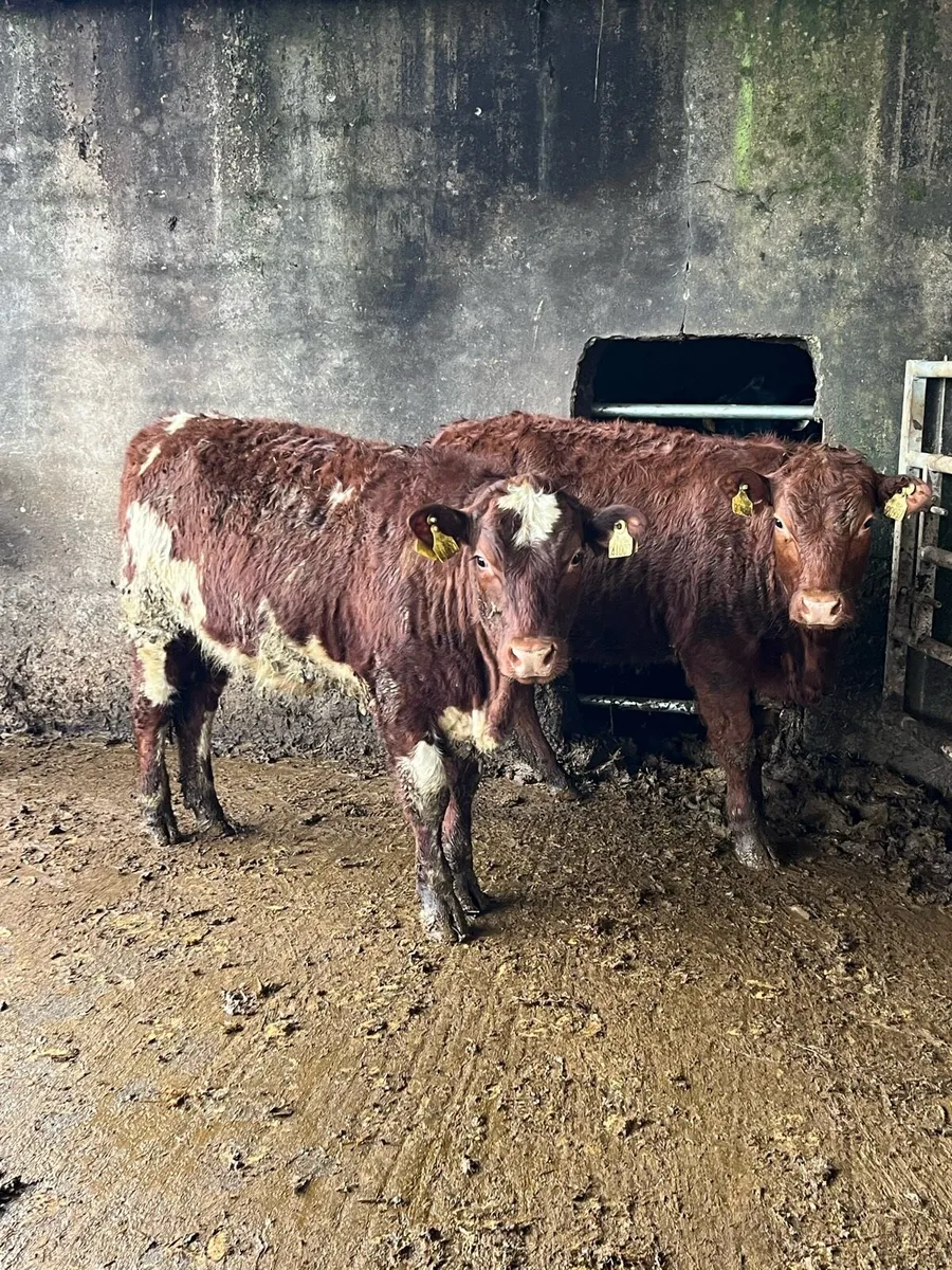 2 shorthorn heifers 350kg - Image 1