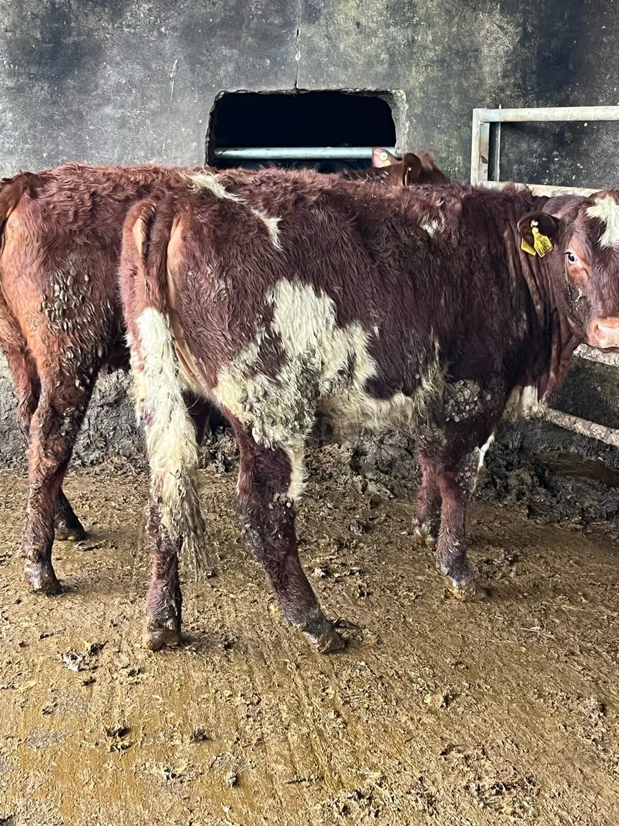 2 shorthorn heifers 350kg - Image 2