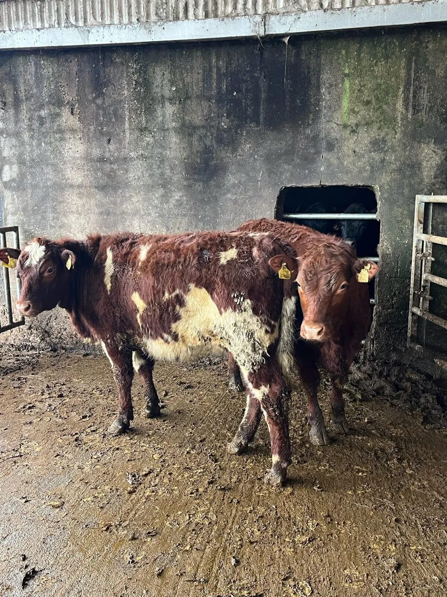 2 shorthorn heifers 350kg - Image 3