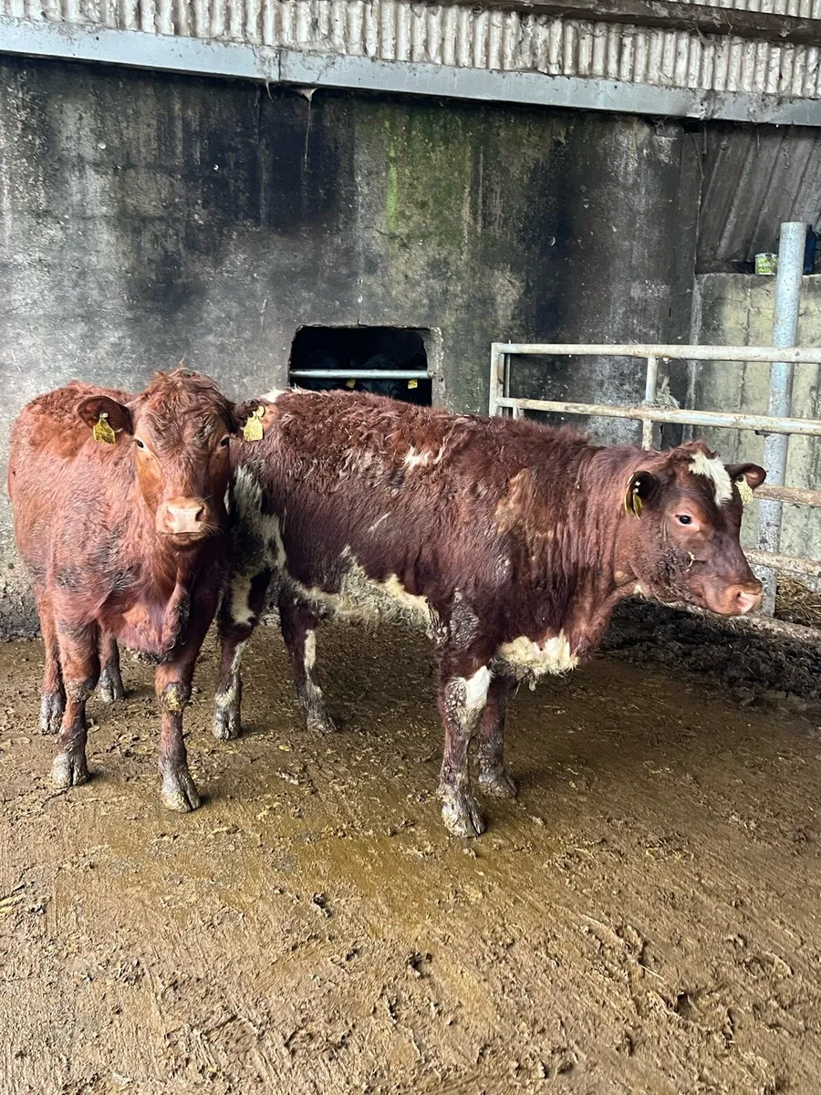 2 shorthorn heifers 350kg - Image 4