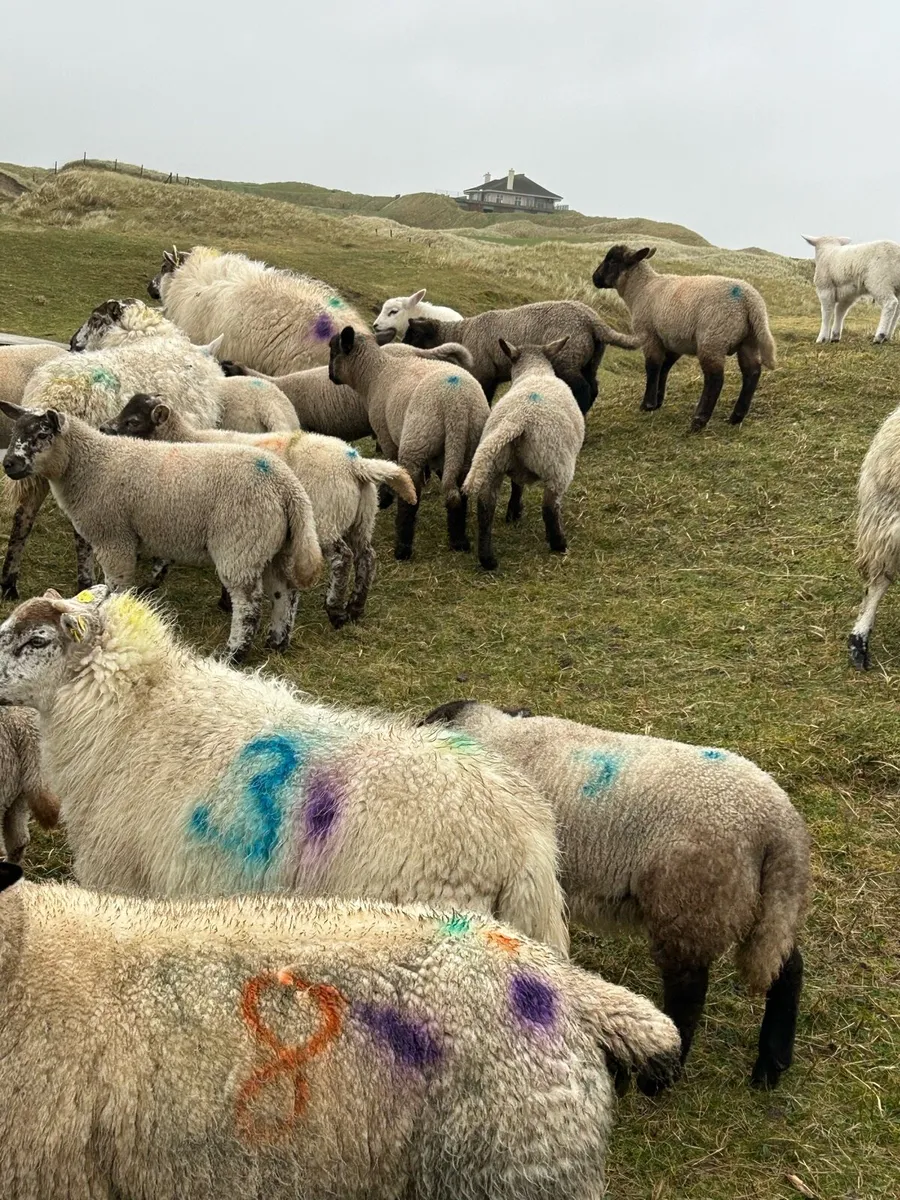 EWES AND LAMBS - Image 2