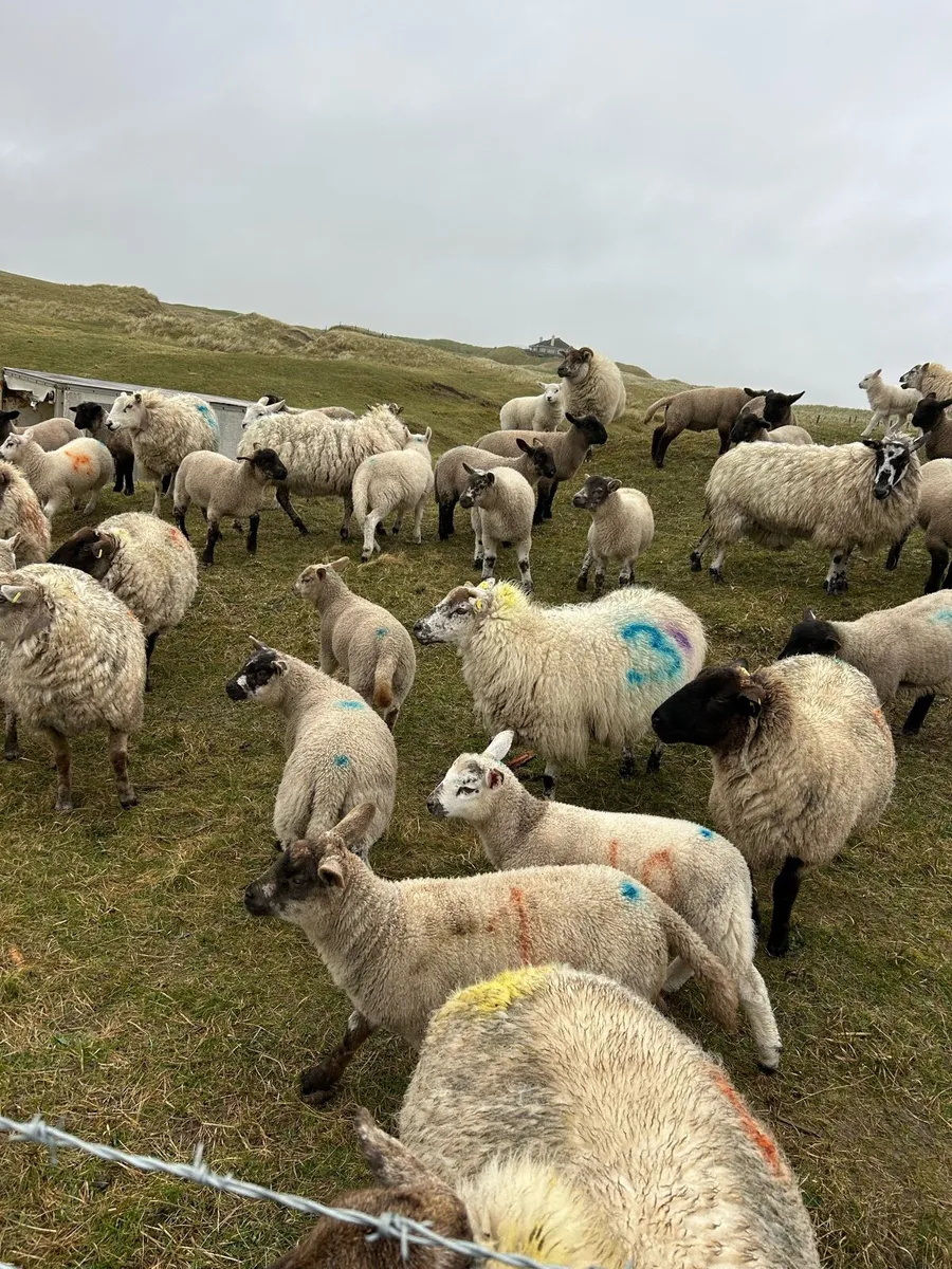 EWES AND LAMBS - Image 3