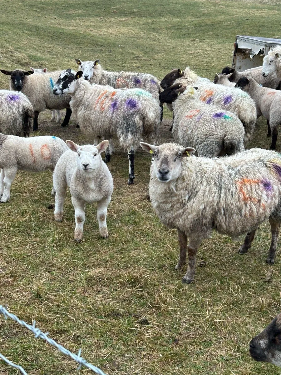 EWES AND LAMBS - Image 4