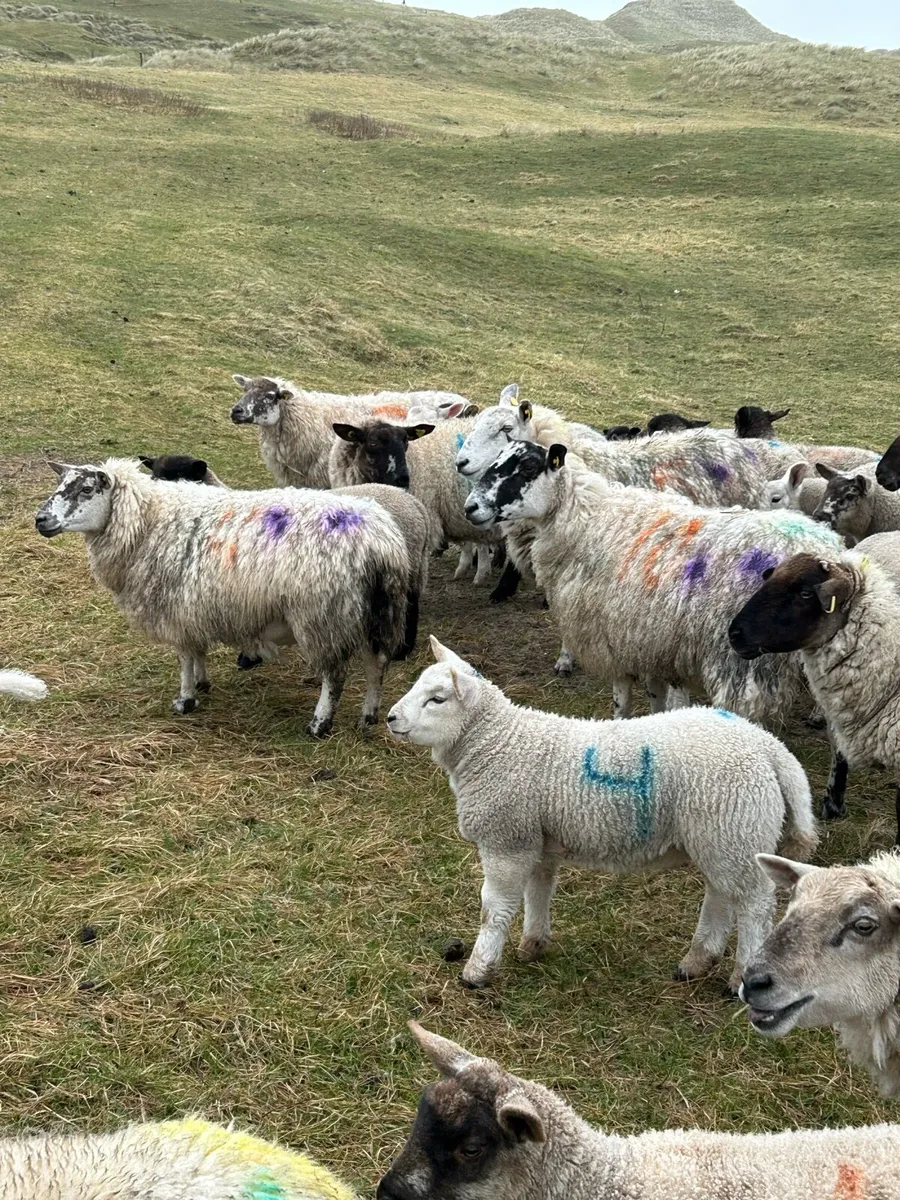 EWES AND LAMBS - Image 1