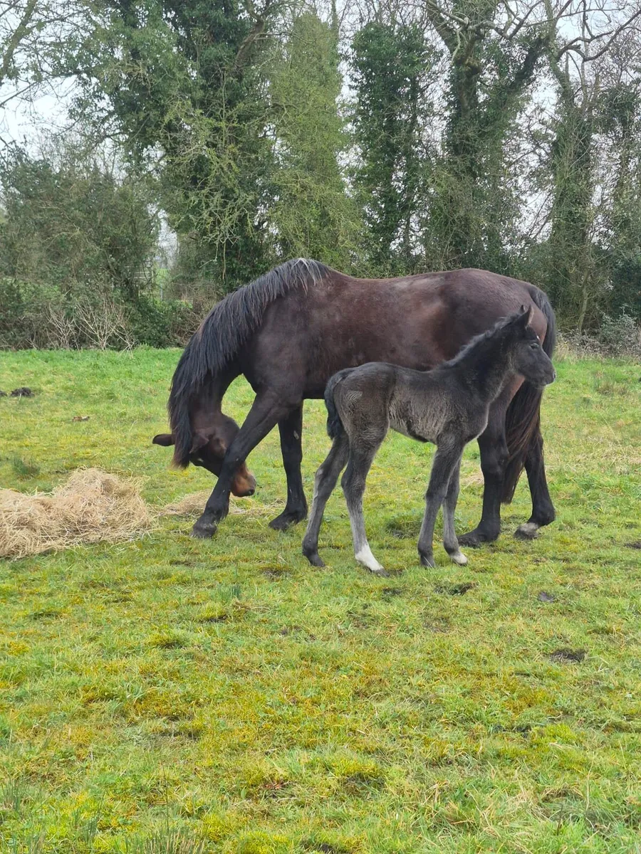 Broodmare with filly foal - Image 2