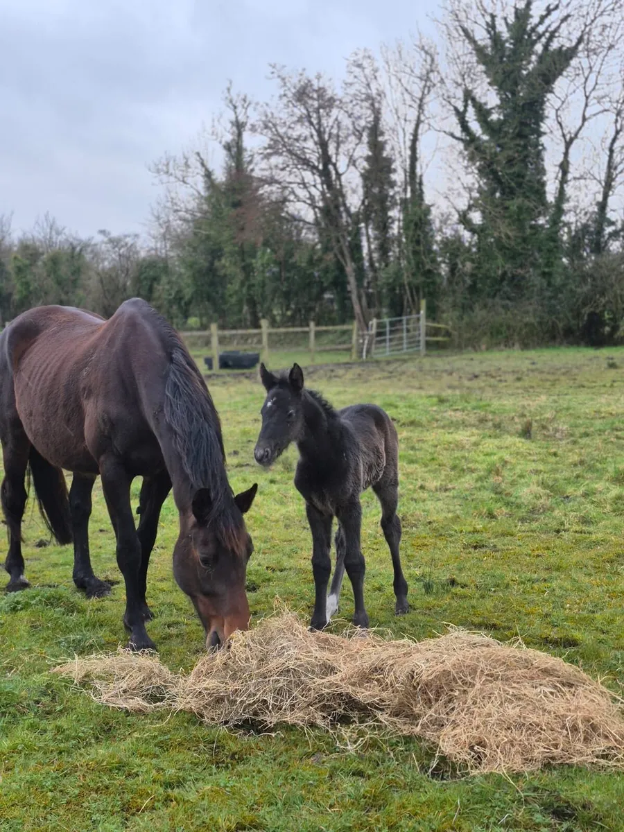Broodmare with filly foal - Image 3