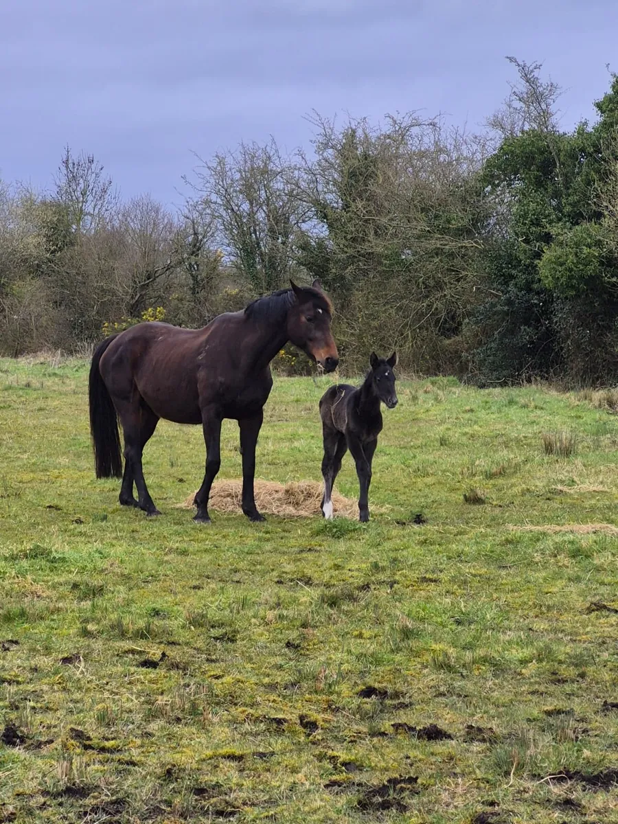 Broodmare with filly foal - Image 4