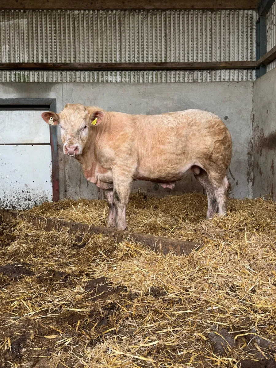 Easy Calving Charolais Bull By Lapon - Image 1