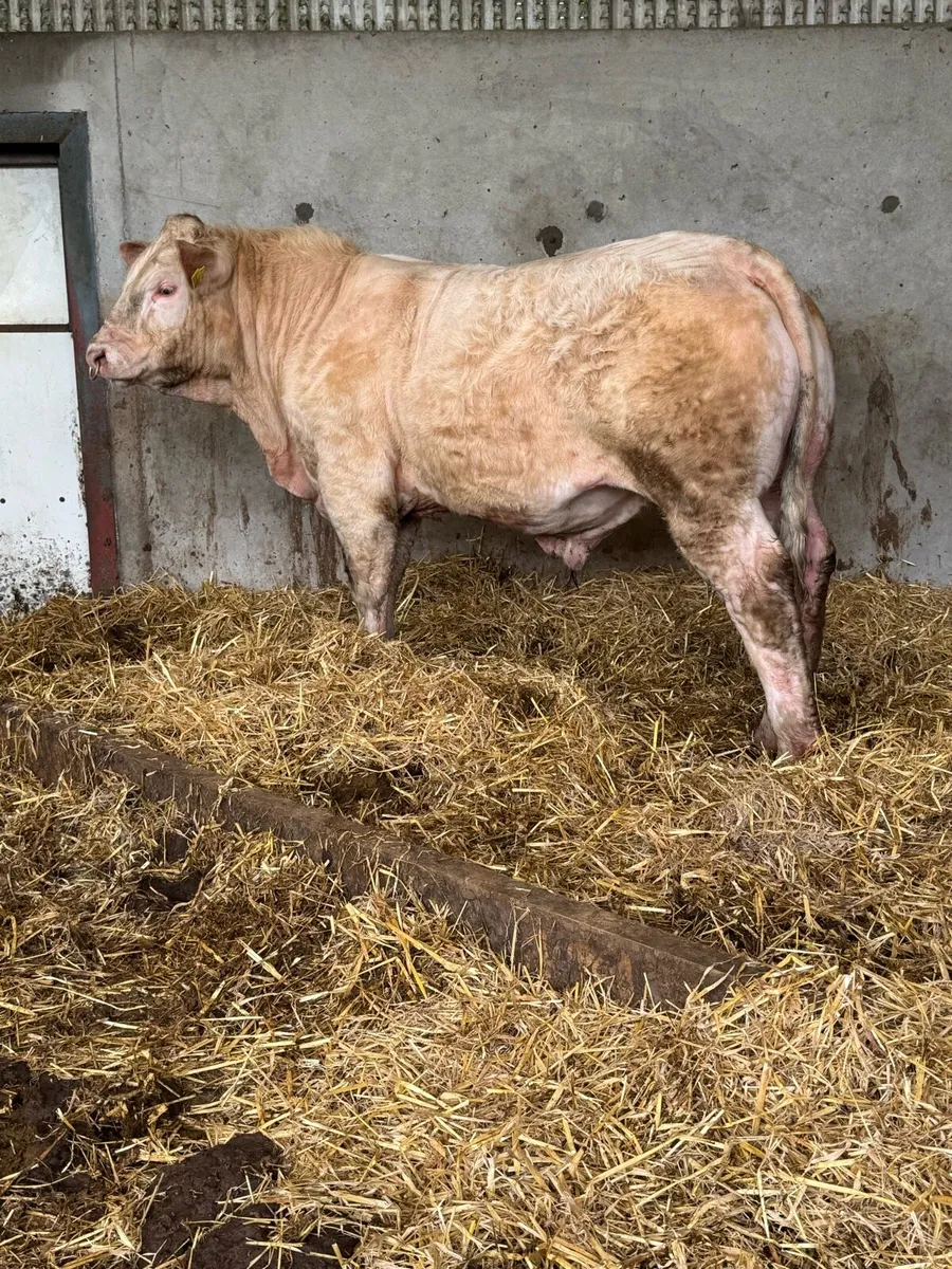 Easy Calving Charolais Bull By Lapon - Image 2