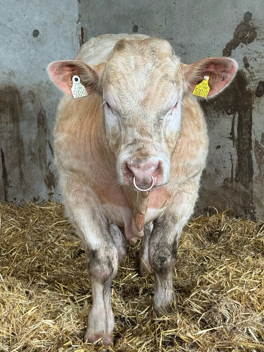 Easy Calving Charolais Bull By Lapon - Image 3