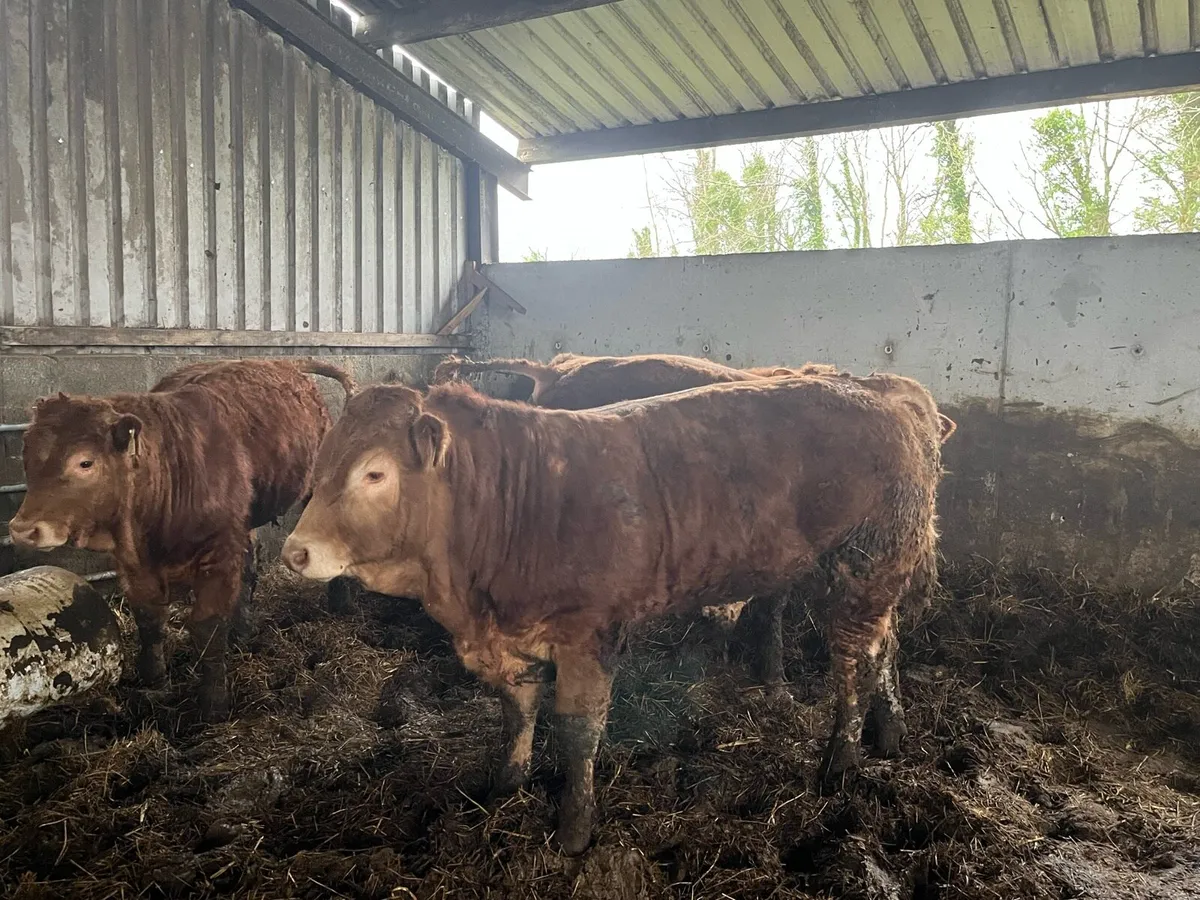 Organic weanlings bulls and heifers - Image 1