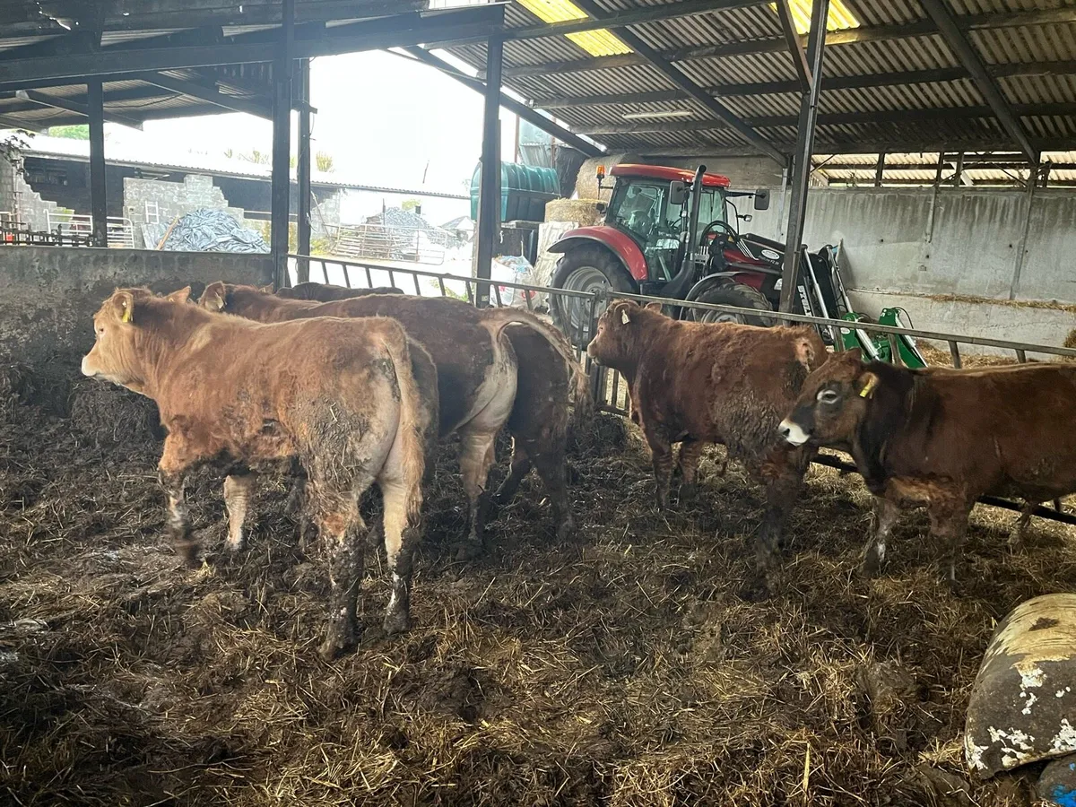 Organic weanlings bulls and heifers - Image 3