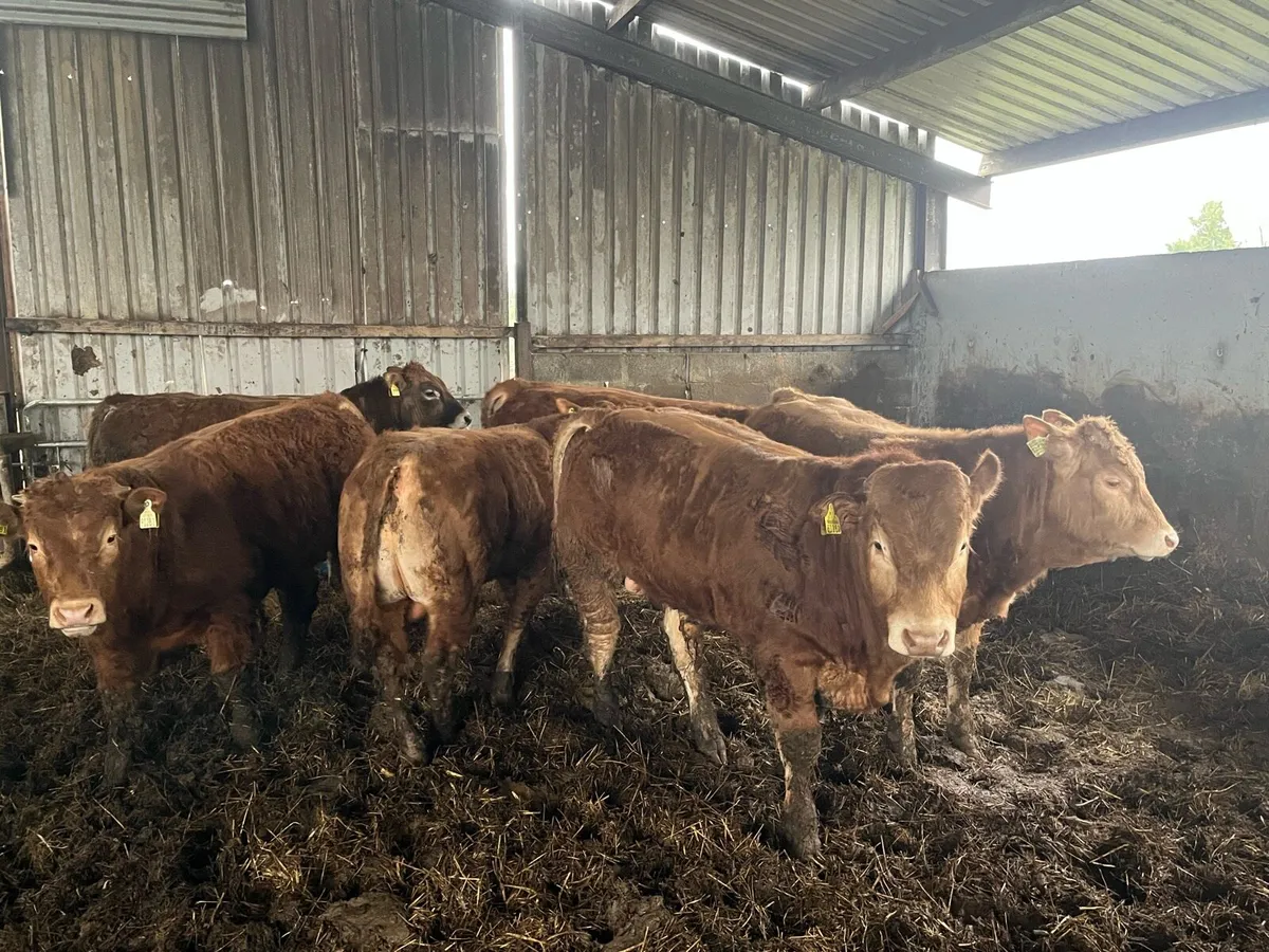 Organic weanlings bulls and heifers - Image 4