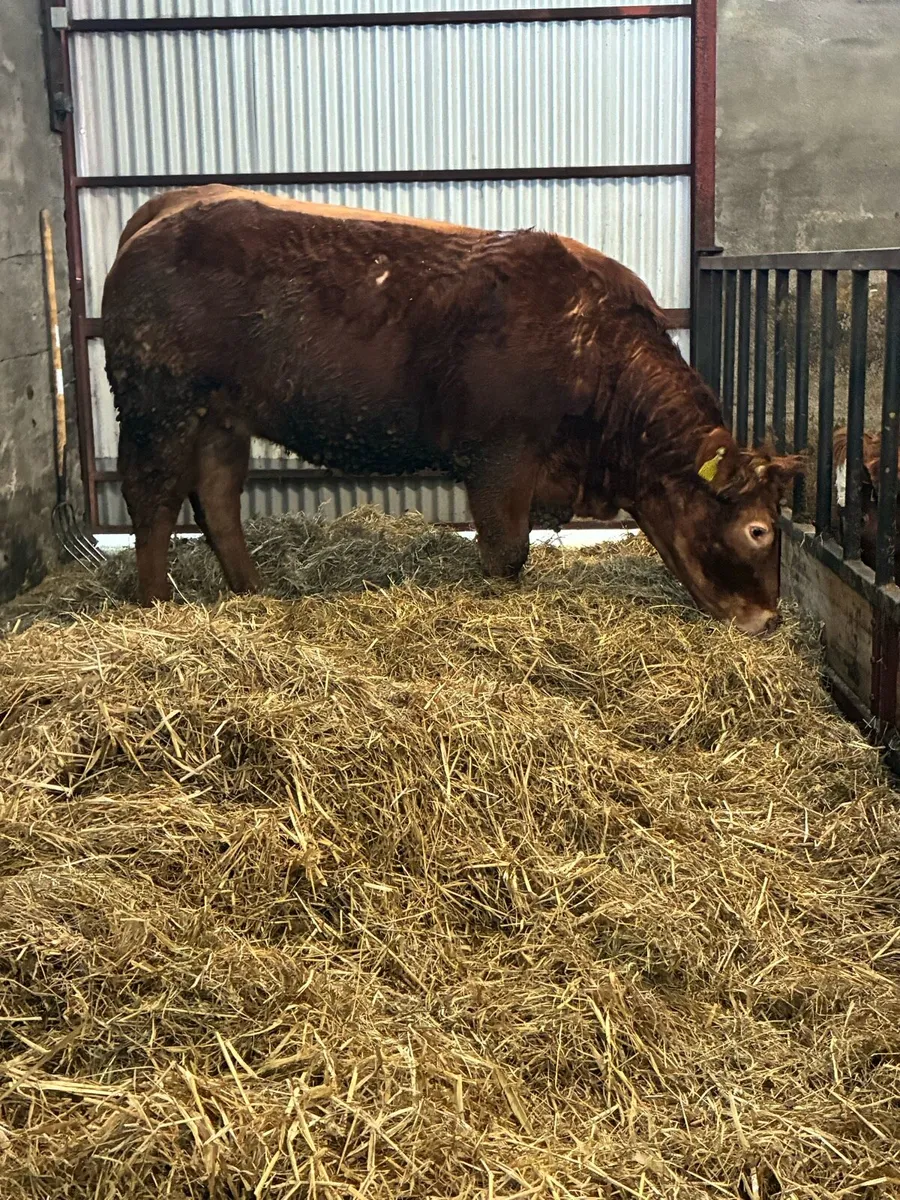 🌟Exceptional Incalf Heifers🌟 - Image 3