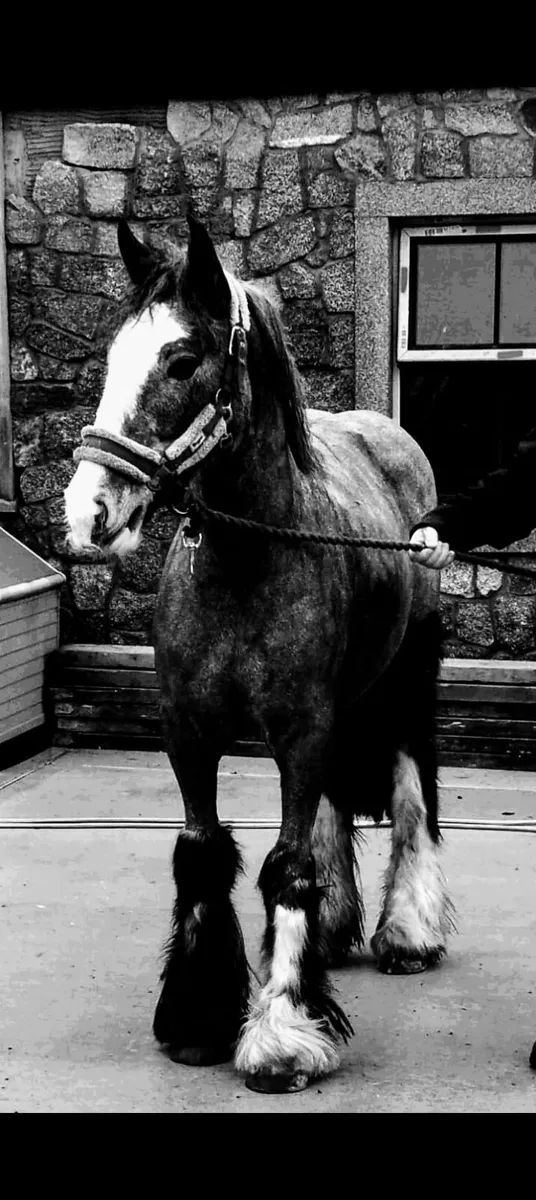 Rising 2 year old cob mare - Image 1