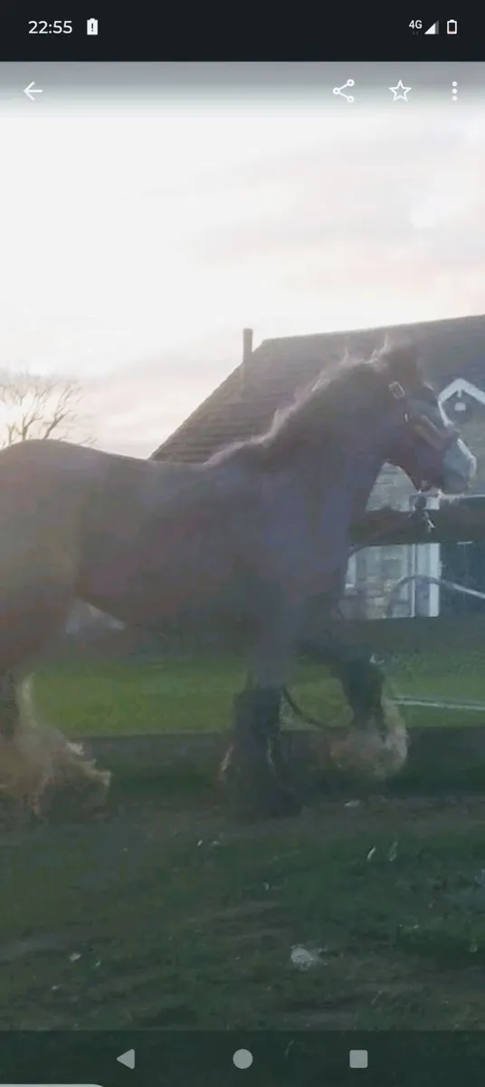 Rising 2 year old cob mare - Image 2