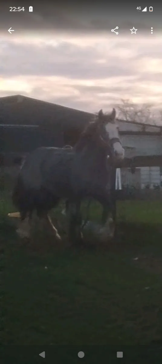 Rising 2 year old cob mare - Image 3