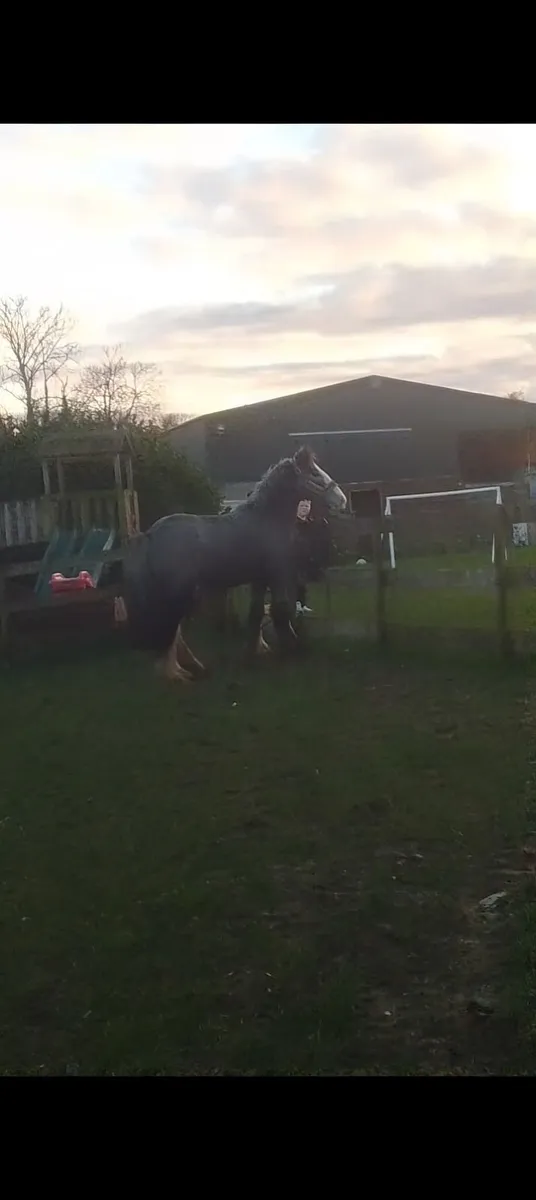 Rising 2 year old cob mare - Image 4