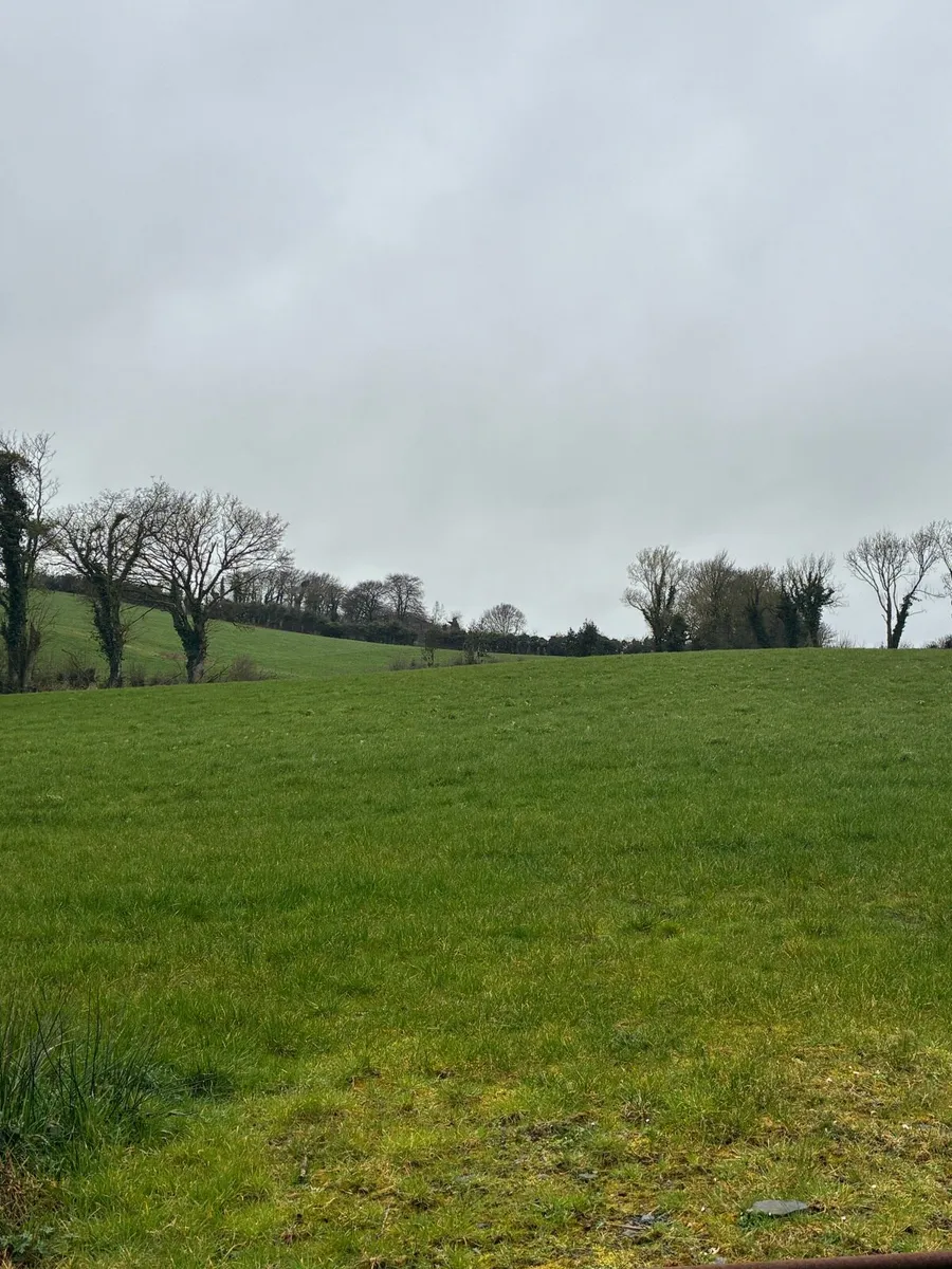 Fields for silage - Image 3