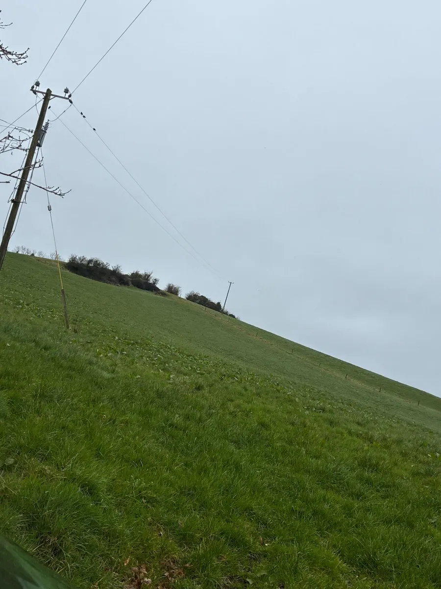 Fields for silage - Image 4