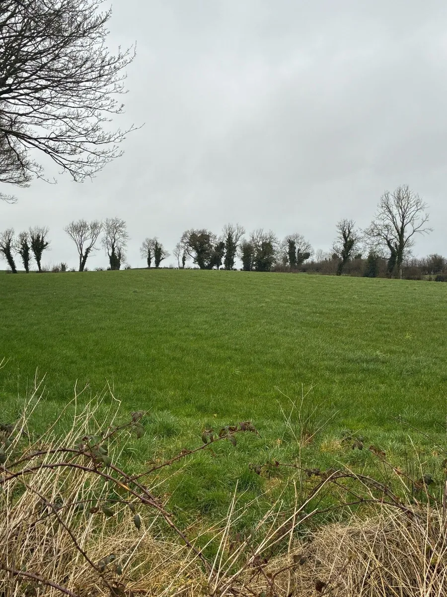 Fields for silage - Image 1