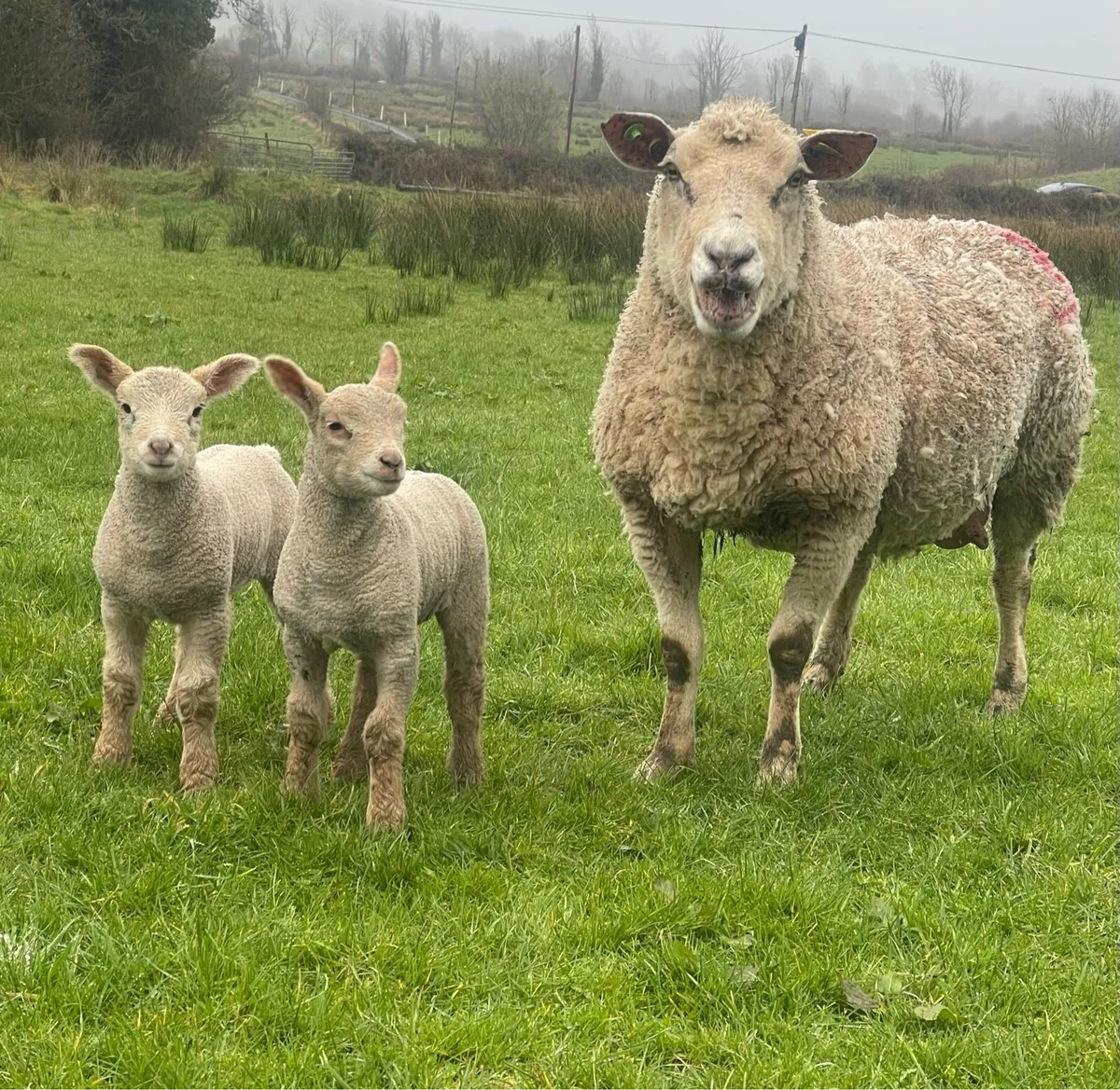 ⭐️Pbr Charollais ewes & lambs ⭐️ - Image 1