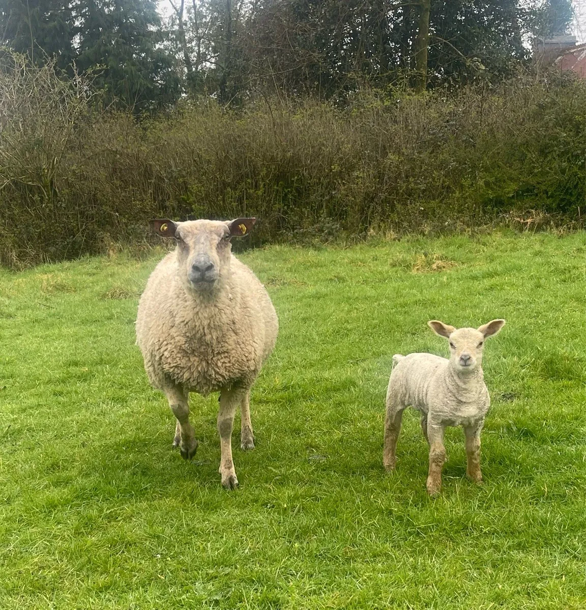 ⭐️Pbr Charollais ewes & lambs ⭐️ - Image 2