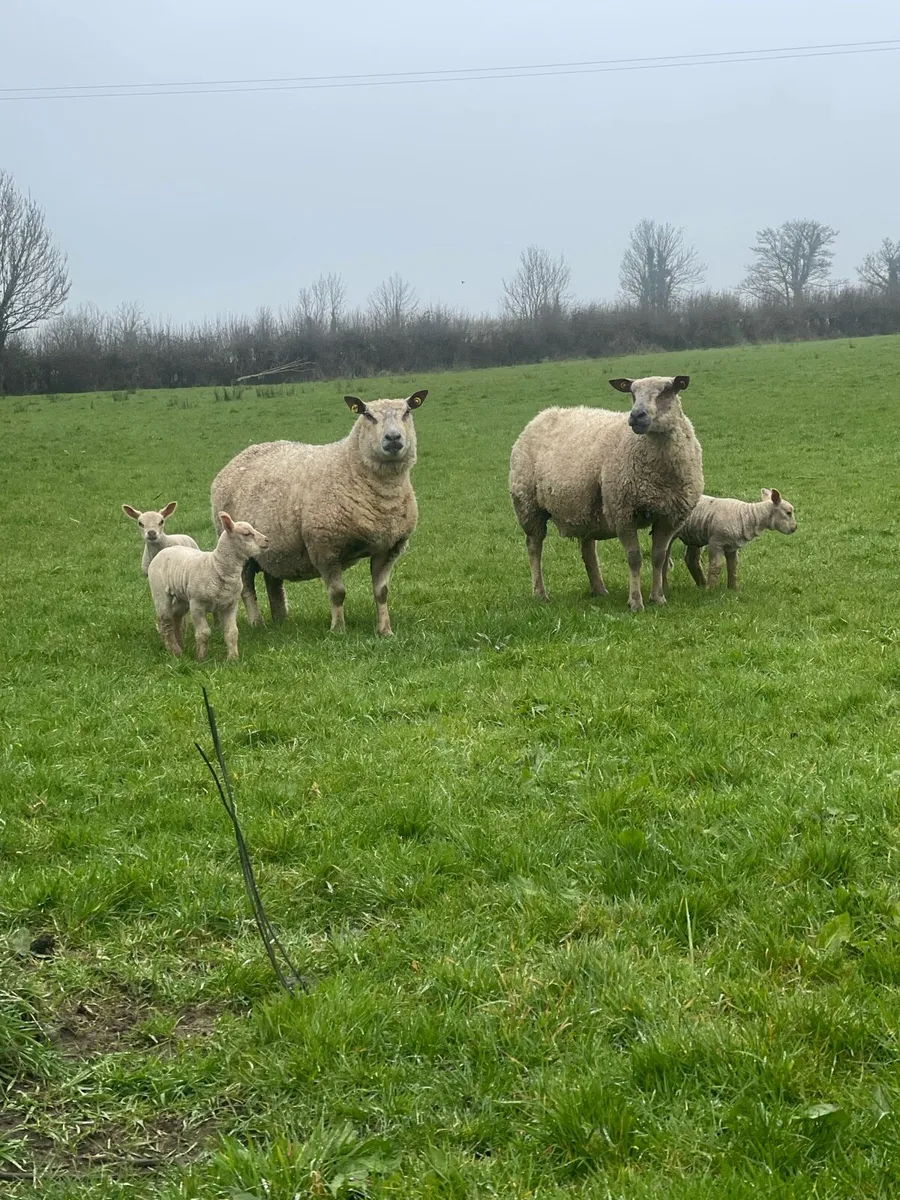 ⭐️Pbr Charollais ewes & lambs ⭐️ - Image 3