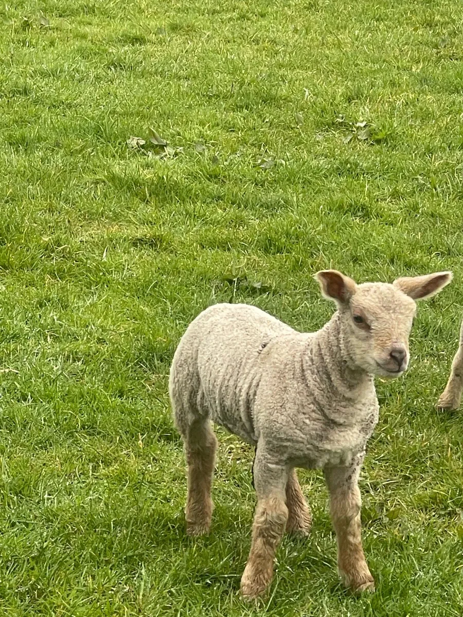 ⭐️Pbr Charollais ewes & lambs ⭐️ - Image 4