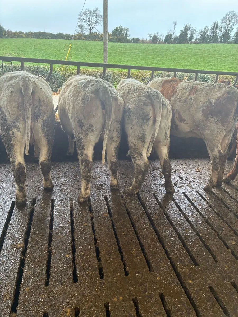 Incalf Heiffers - Image 1