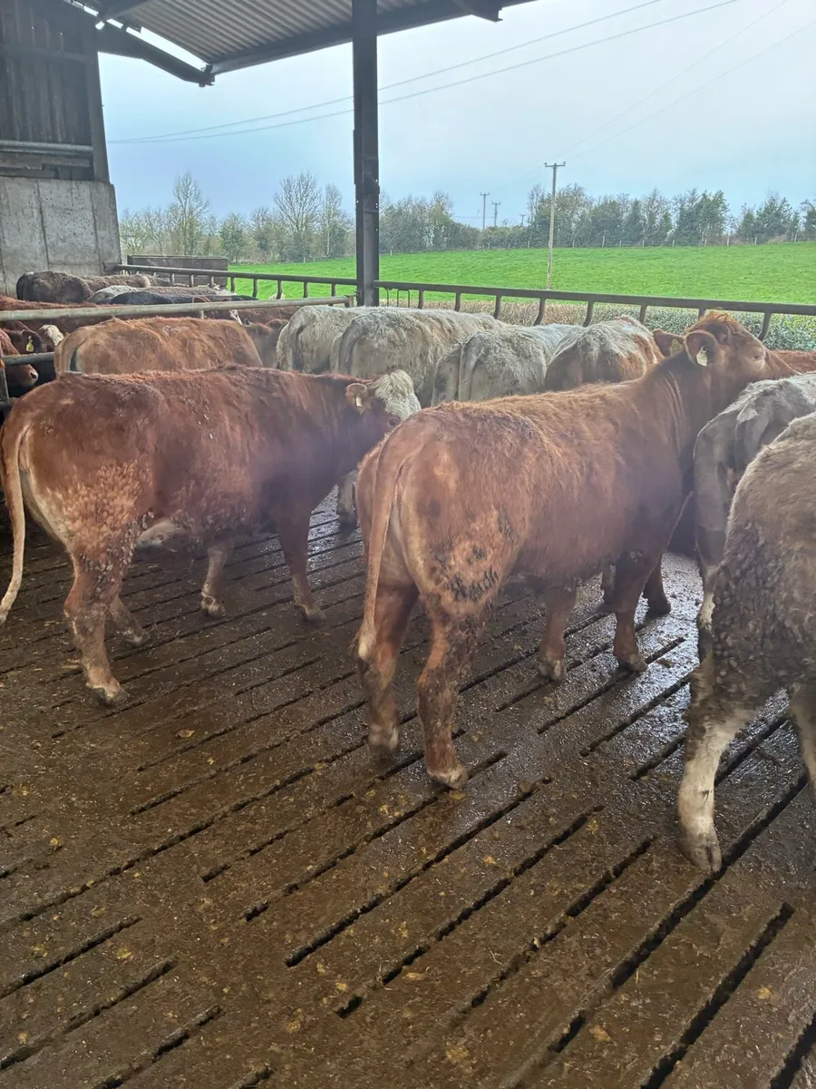 Incalf Heiffers - Image 2