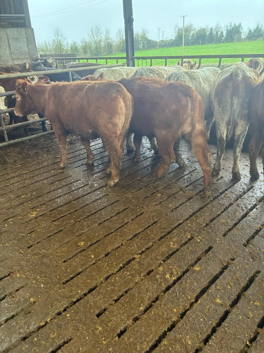 Incalf Heiffers - Image 3