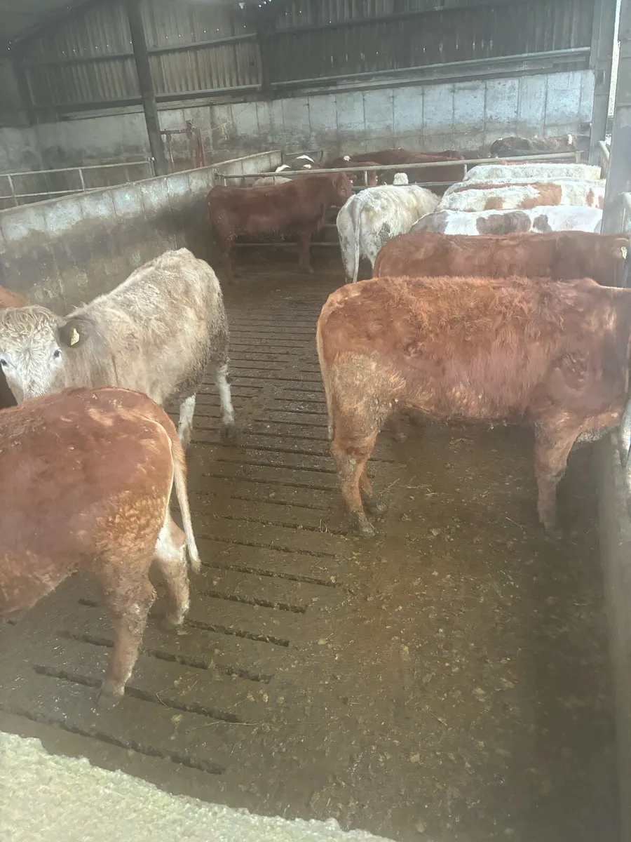 Incalf Heiffers - Image 4