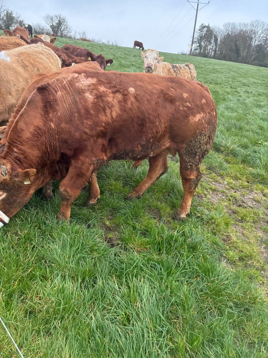 Incalf Heiffers - Image 2