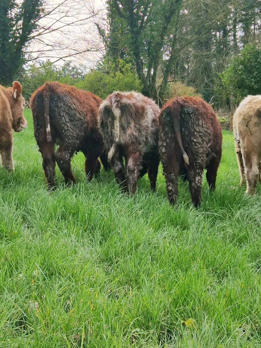 Shorthorn Heifers - Image 2
