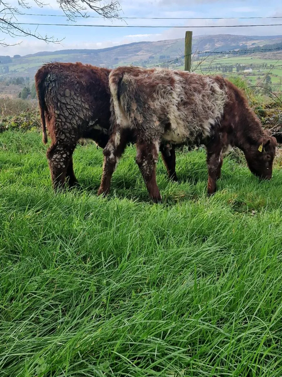 Shorthorn Heifers - Image 3