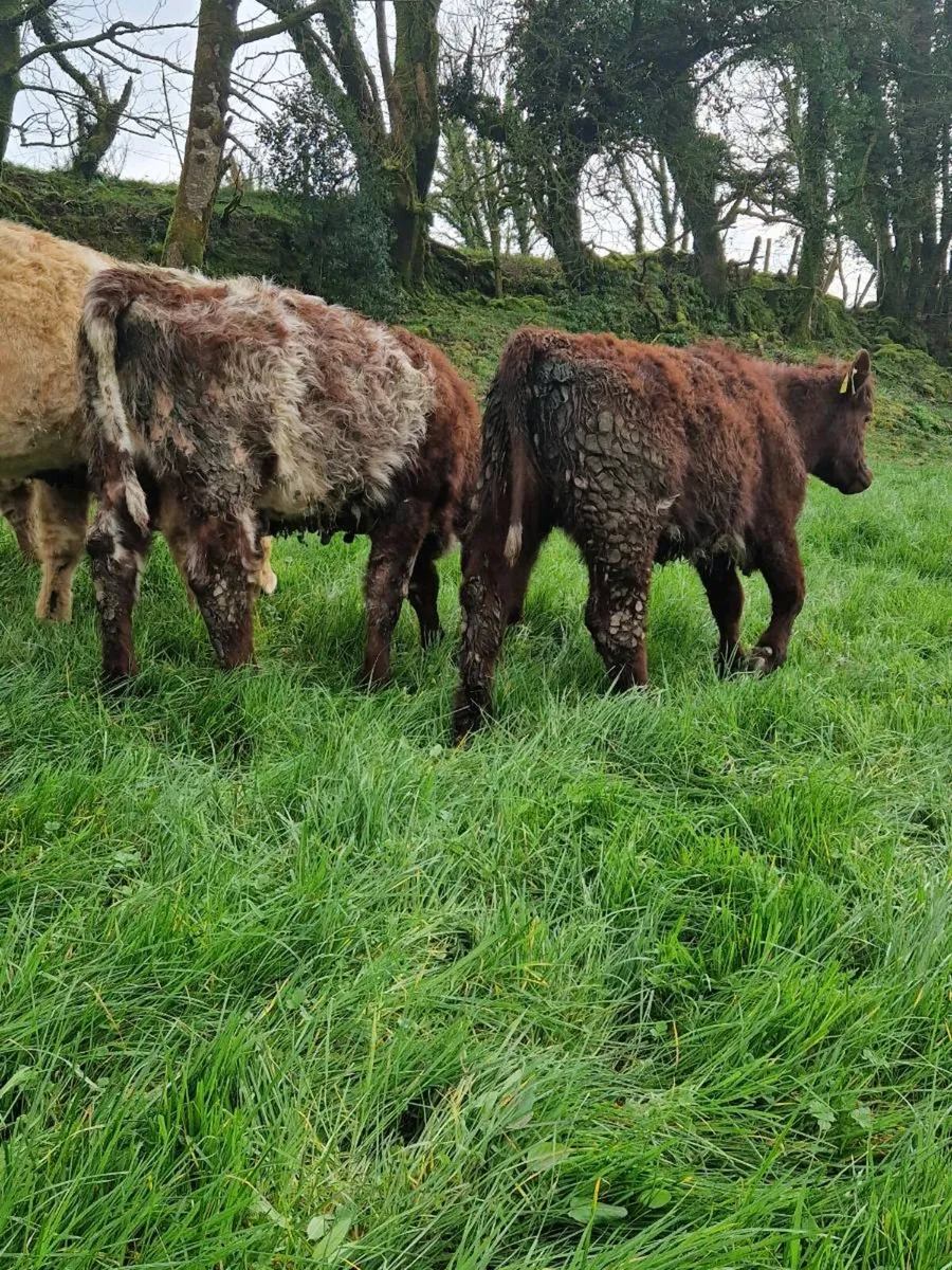 Shorthorn Heifers - Image 4