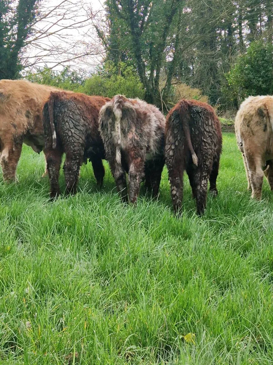 Shorthorn Heifers - Image 1