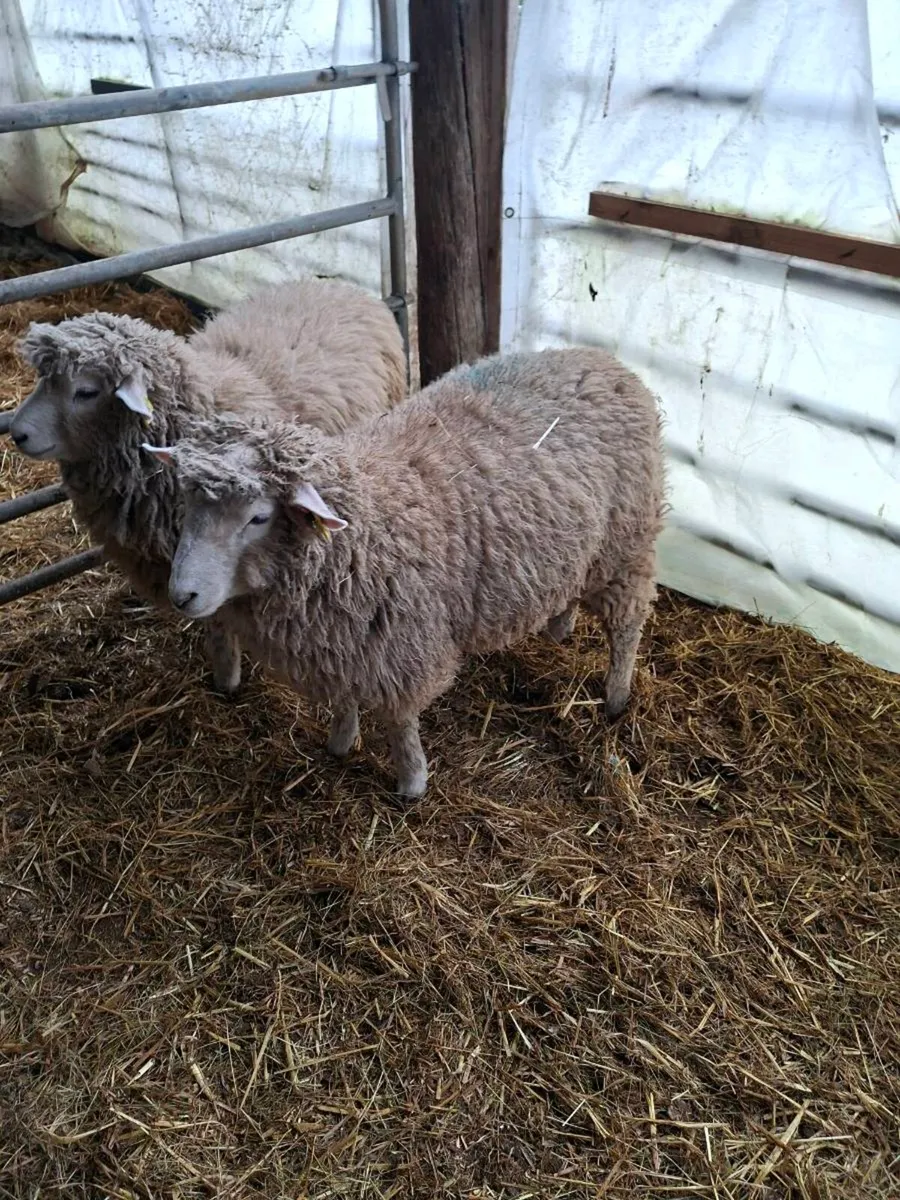 Purebred Galway ram lambs - Image 1