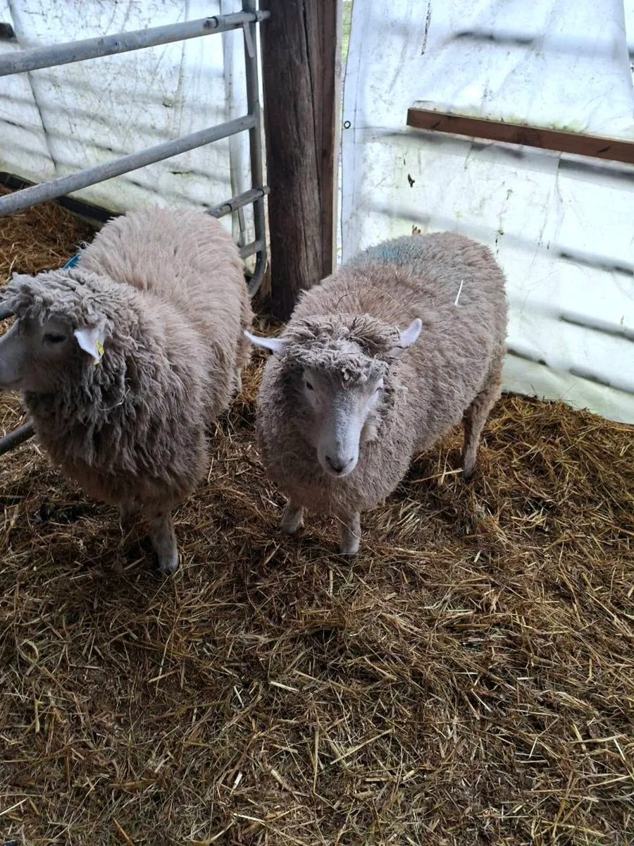 Purebred Galway ram lambs - Image 2