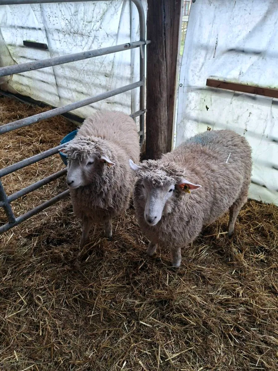 Purebred Galway ram lambs - Image 3