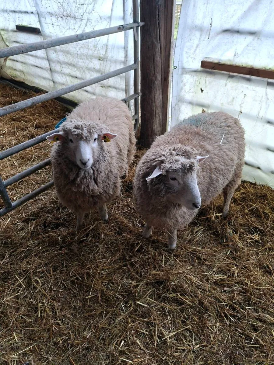 Purebred Galway ram lambs - Image 4