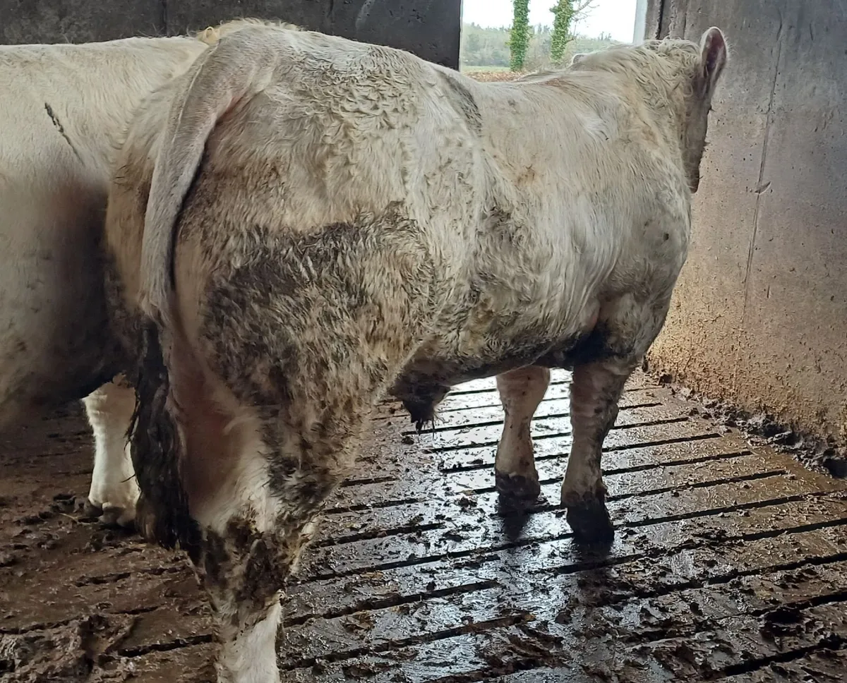 Selection of easy calving Charolais bulls - Image 1